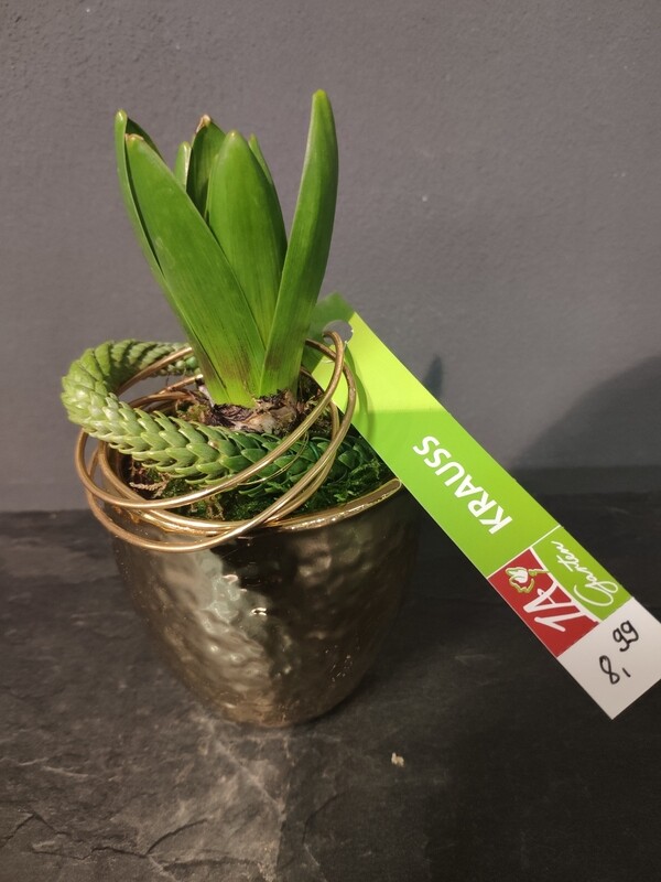 Hyazinthe in Keramikübertopf