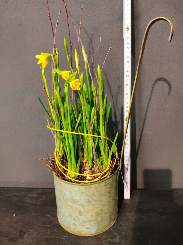 Henkeltopf "Mini- Narzisse"