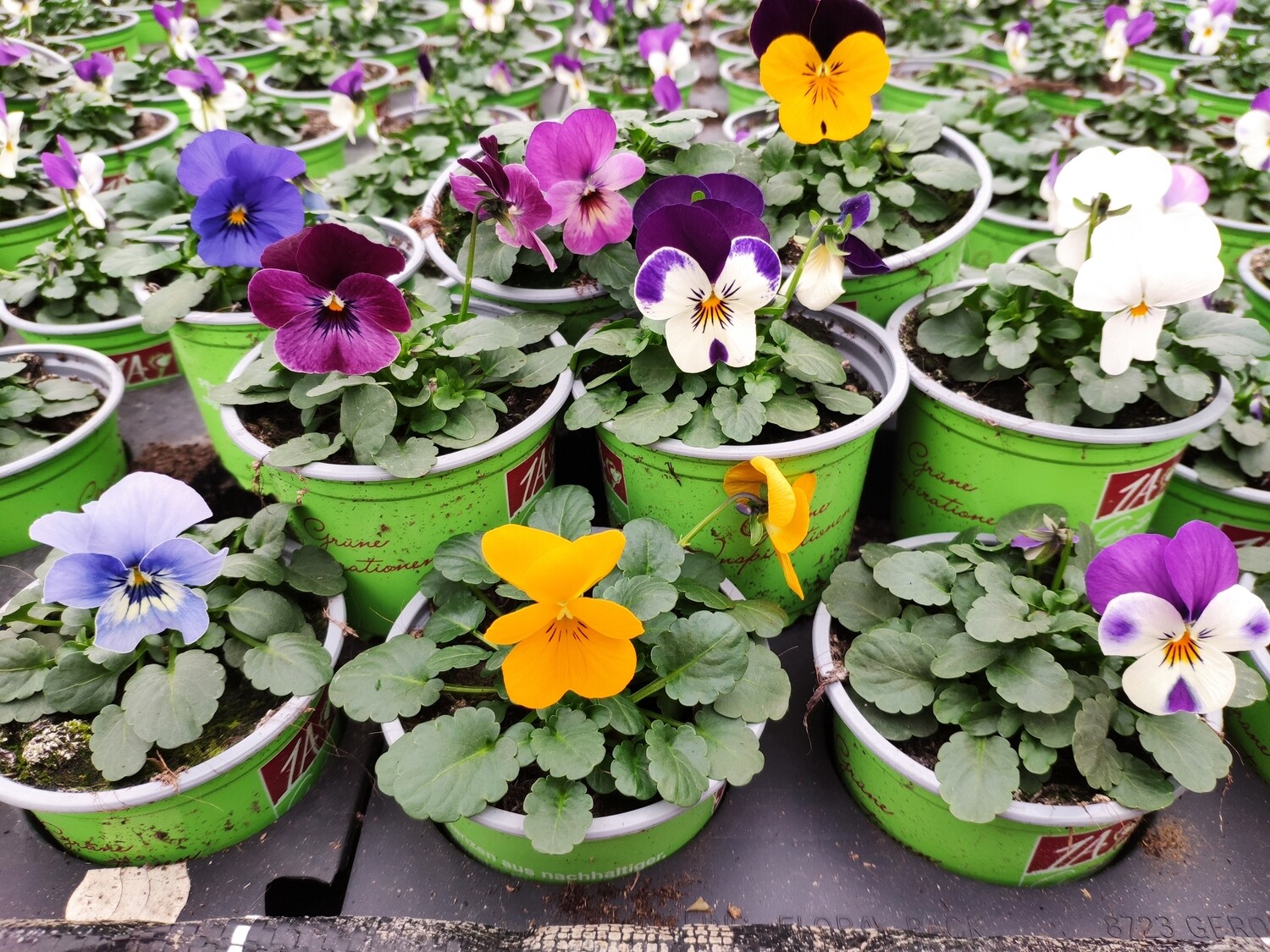 Mini- Stiefmütterchen