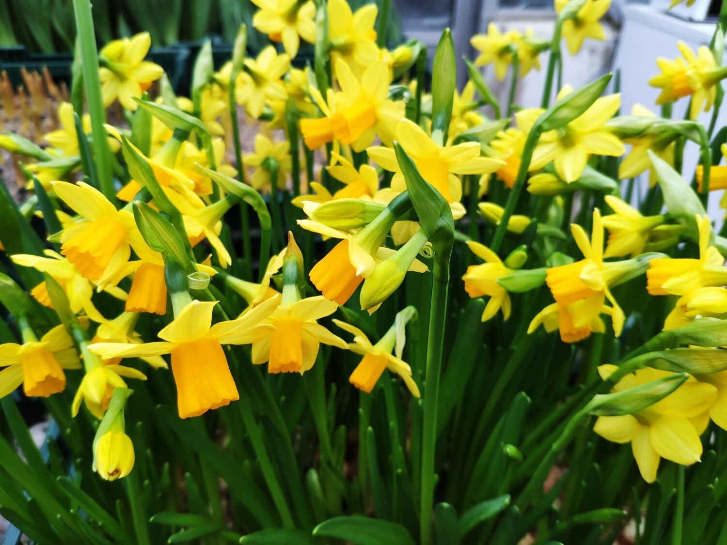 Mini- Osterglocke "Tete a tete"
