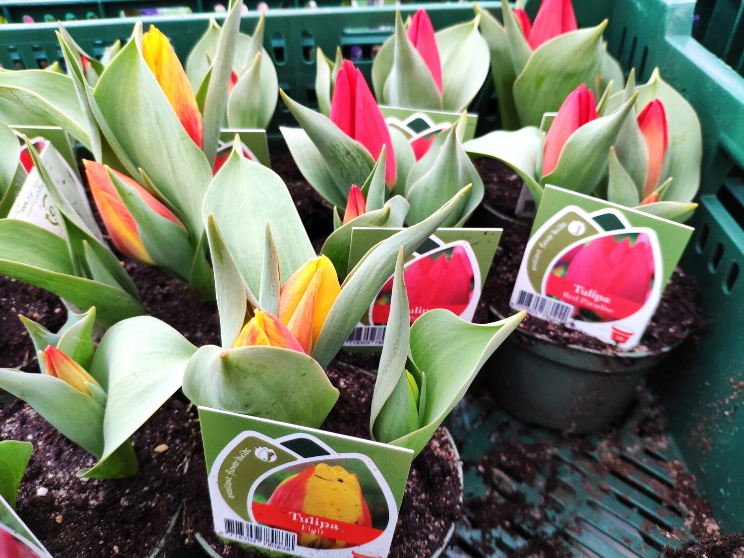 Tulpen niedrig im Topf