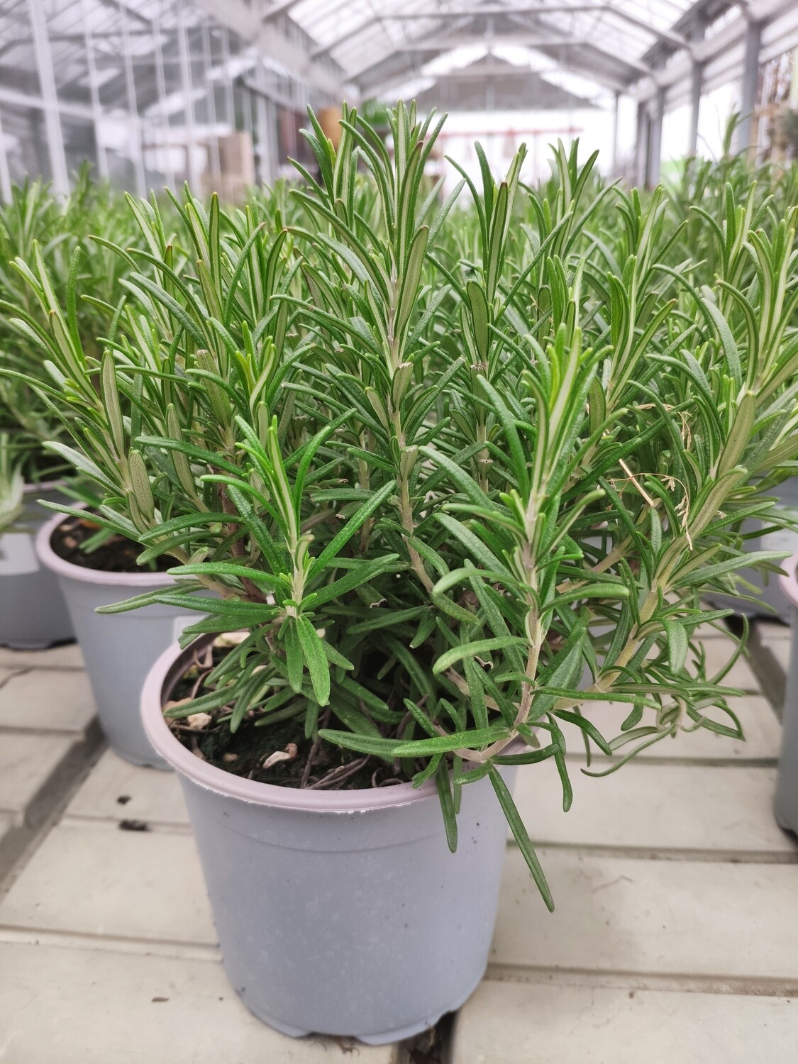 Rosmarin officinalis