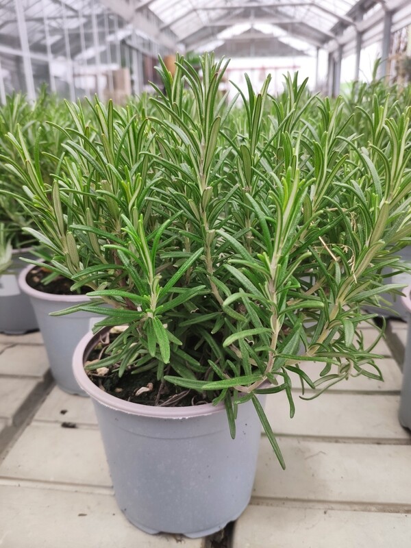 Rosmarin officinalis