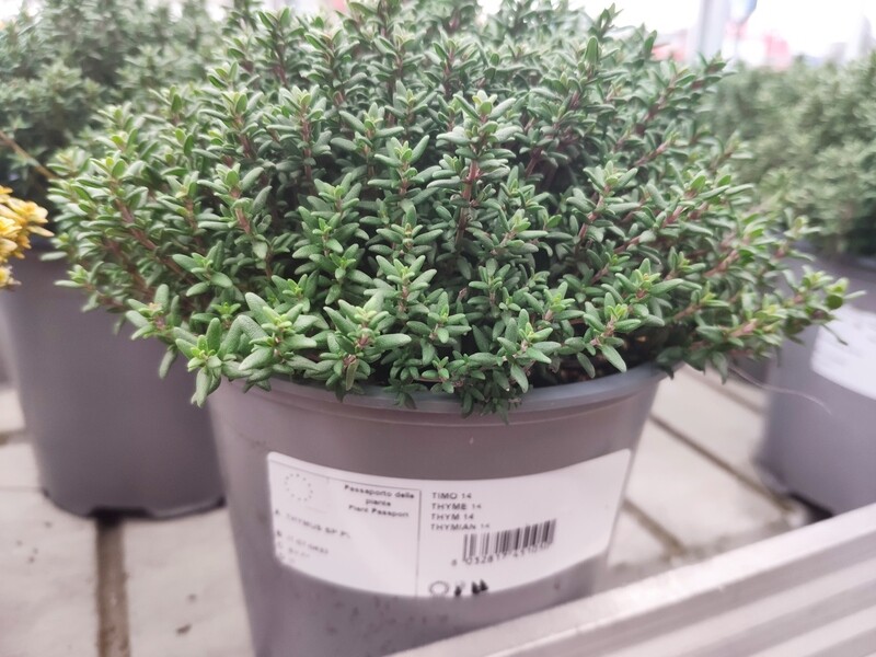 Thymian (Thymus vulgaris)