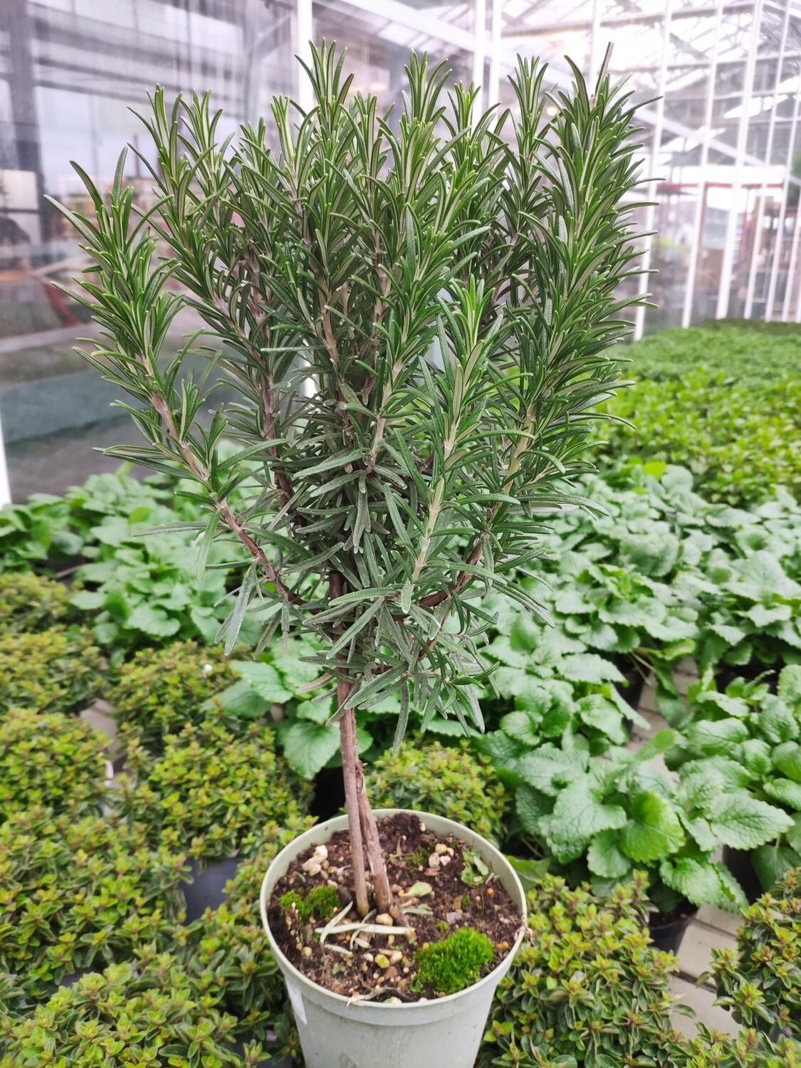 Rosmarin officinalis Stämmchen