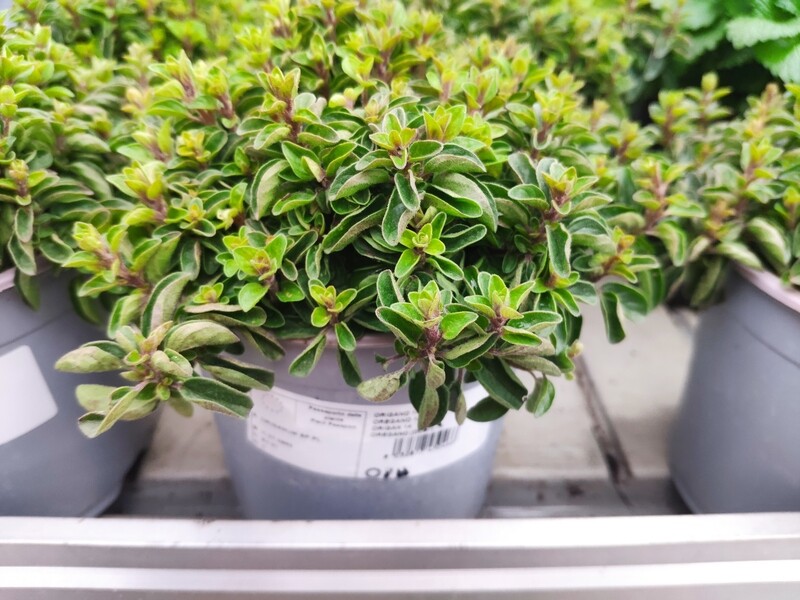 Oregano (Origanum vulgare)