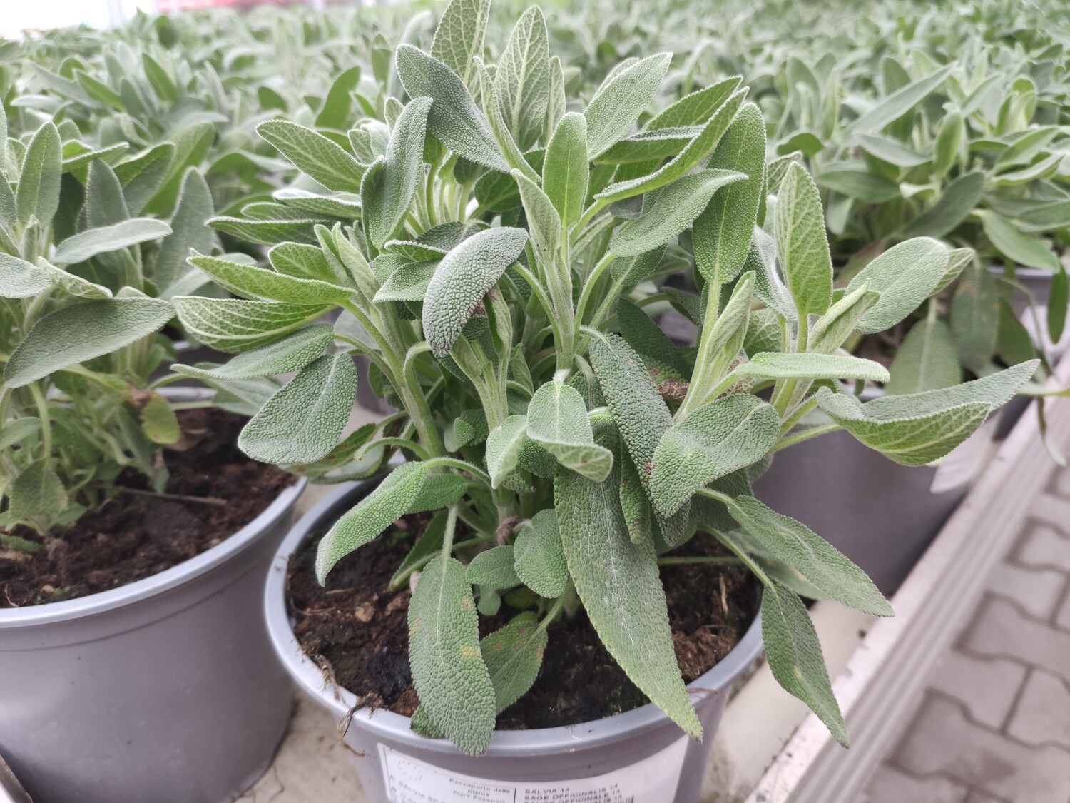 Salbei (Salvia officinalis)