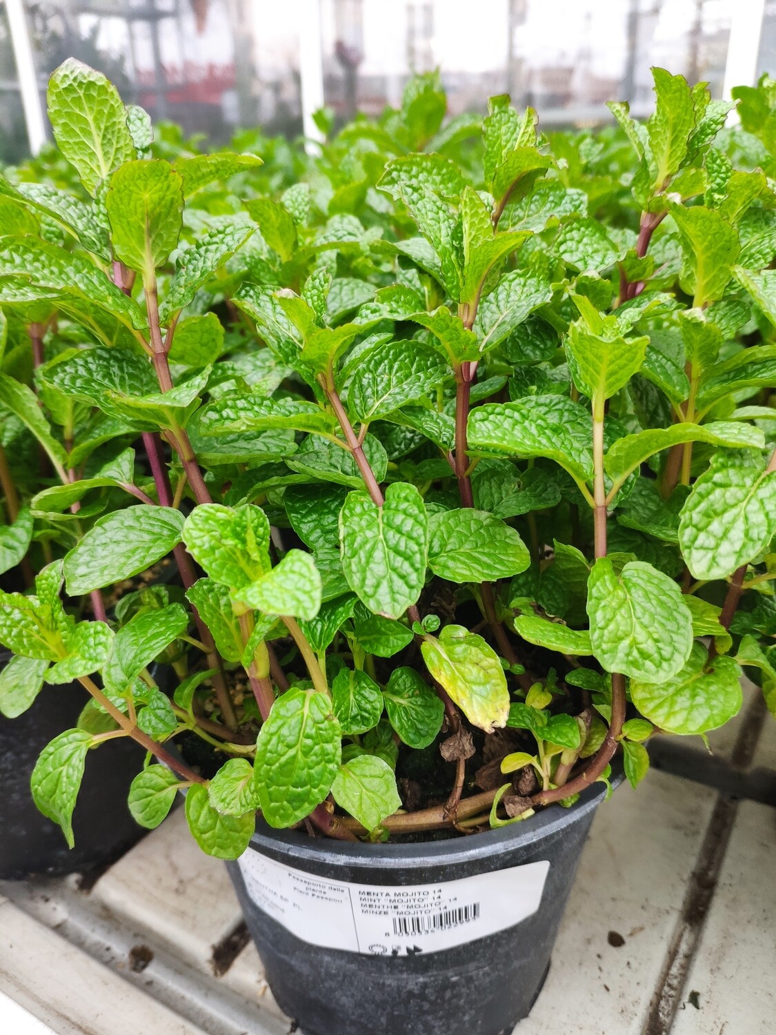Minze &quot;Mojito&quot;