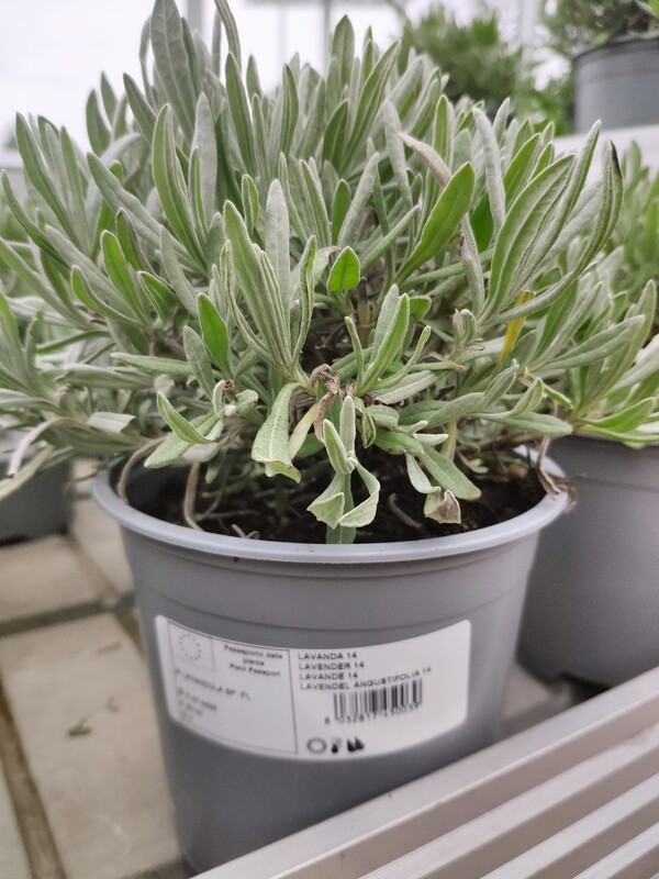 Lavendel (Lavandula angustifolia)