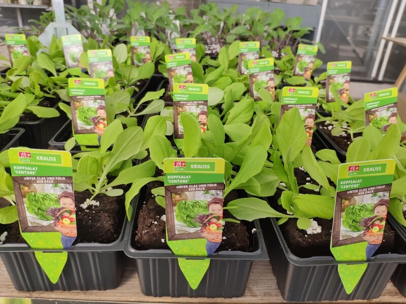 Kopfsalat für Frühbeet und Gewächshaus