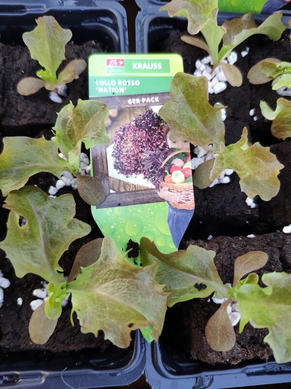 Pflücksalat &quot;Lollo Rosso&quot;