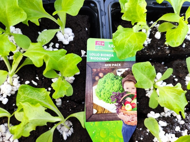 Pflücksalat &quot;Lollo Bionda&quot;
