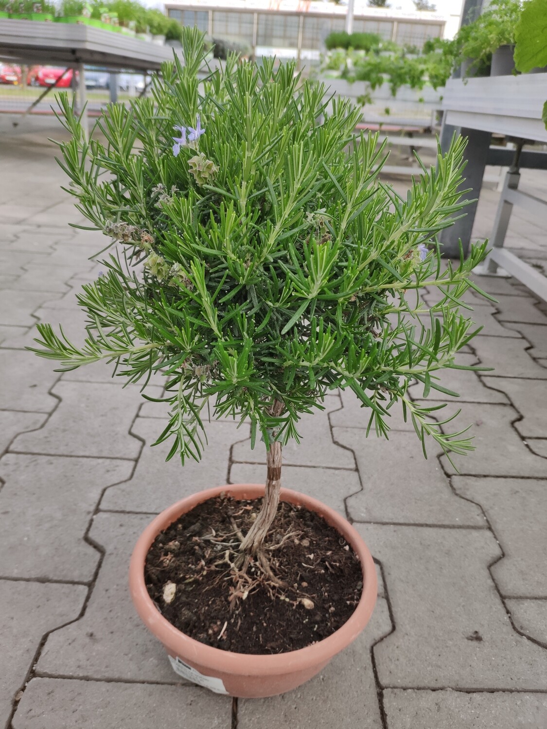 56+ Große Rosmarin Pflanze Kaufen, Beim kauf von rosmarin &#039;blue