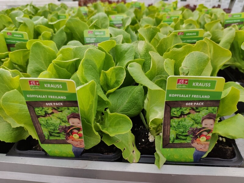 Kopfsalat für Freiland- Anbau