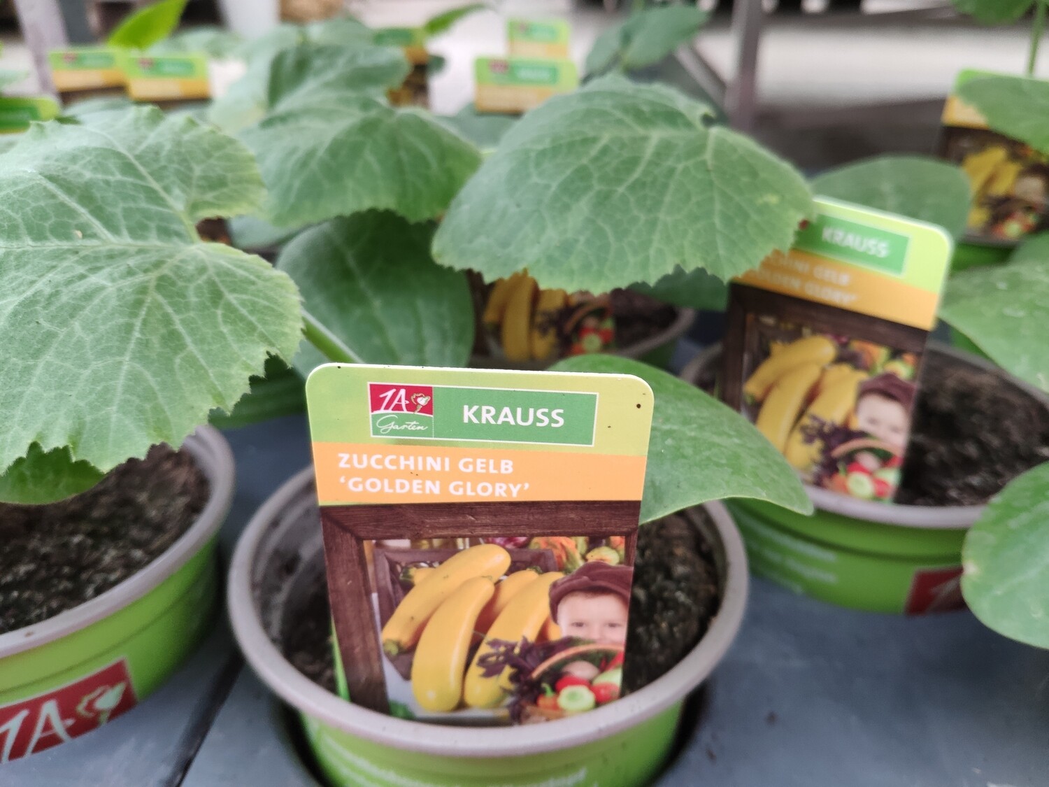 Zucchini &quot;golden Glory&quot;