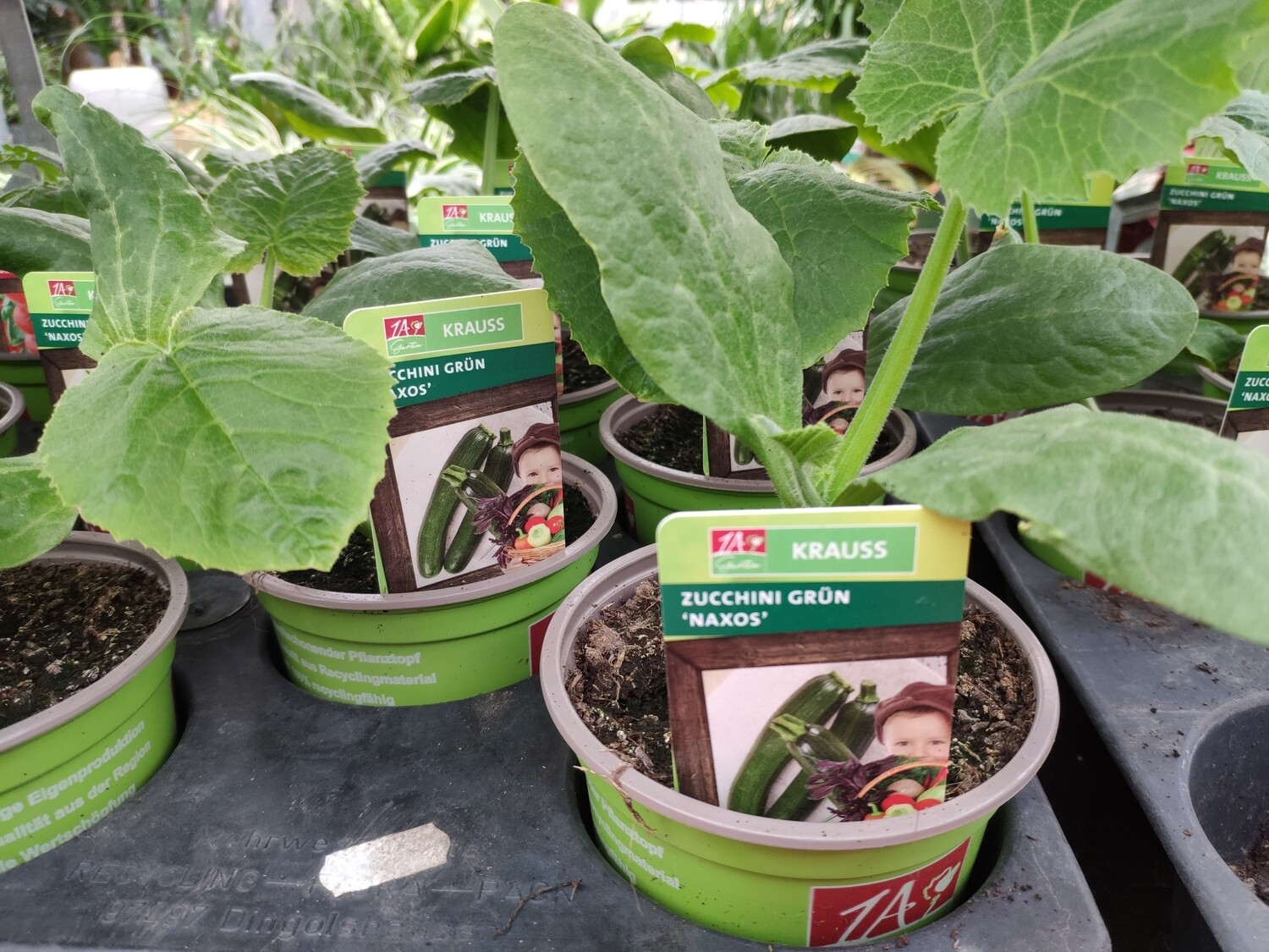 Zucchini &quot;Naxos&quot;