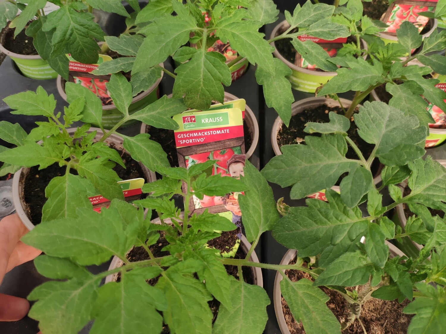 Tomate &quot;Sportivo&quot;