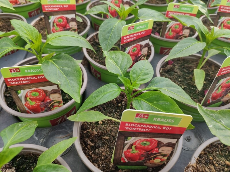 Paprika &quot;Bontempi&quot;