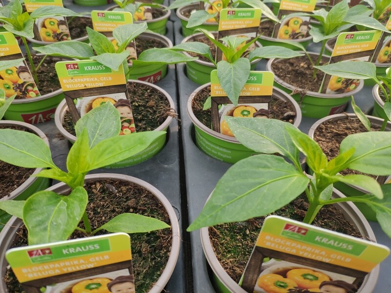 Paprika &quot;Beluga&quot;