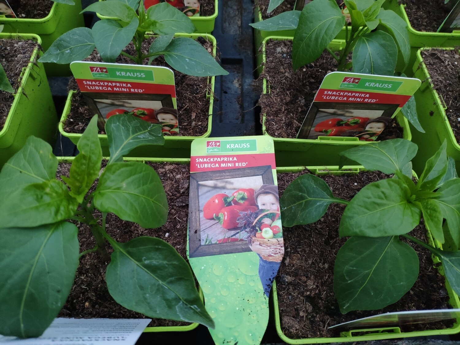 Snackpaprika &quot;Lubega red&quot;