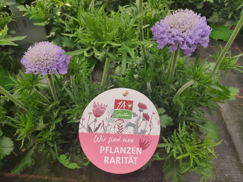 Scabiose "Mariposa blue"