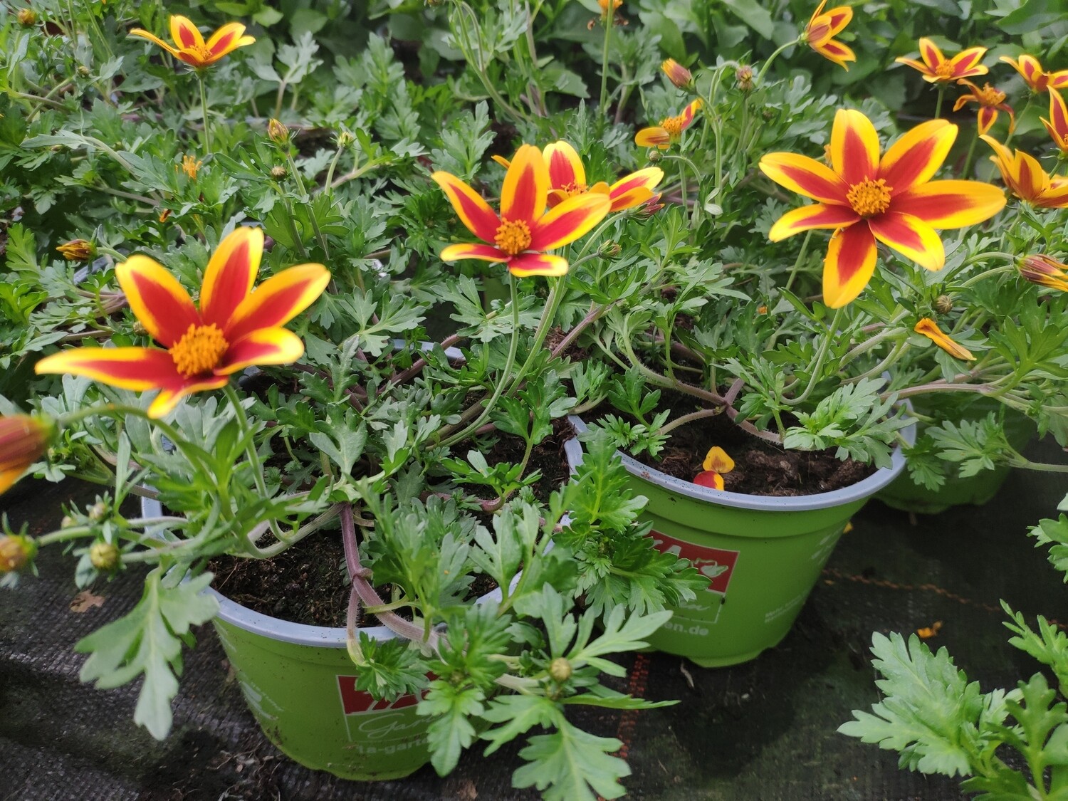 Bidens &quot;Tiger Bee&quot;