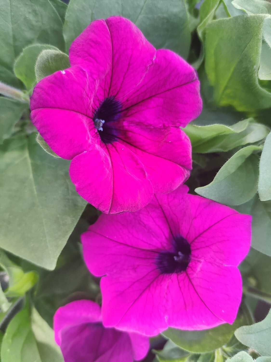 Petunie &quot;Purple&quot;