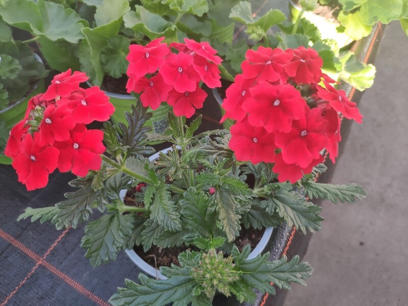 Hängeverbene &quot;Empress&quot;