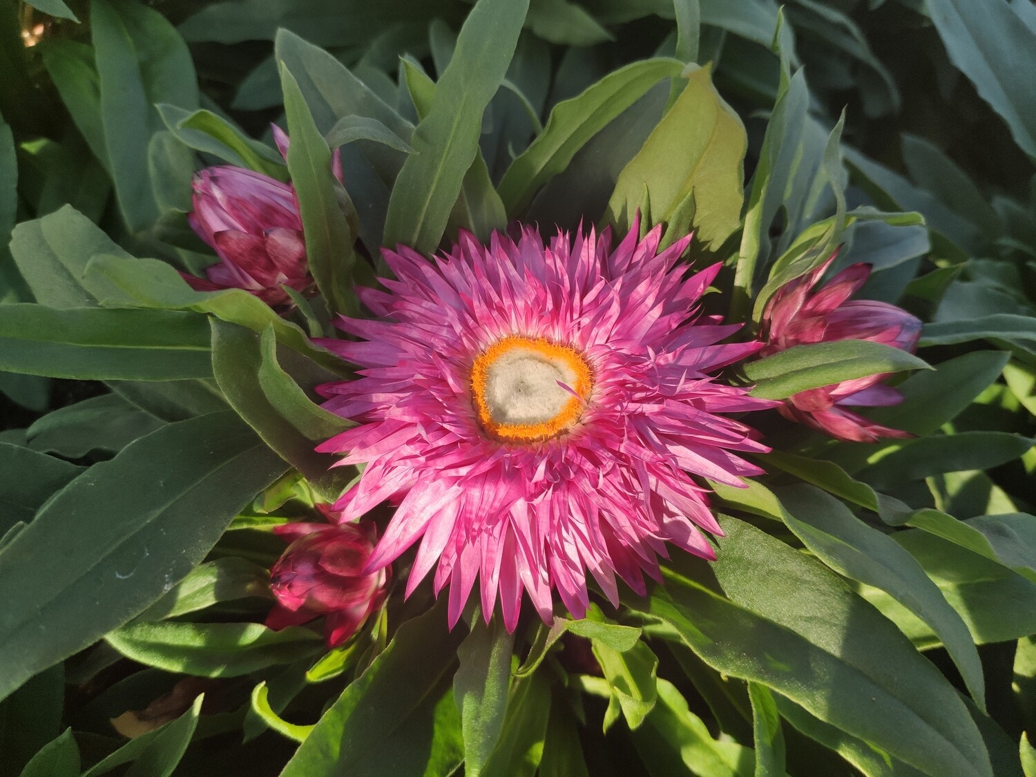 Strohblume niedrigbleibend