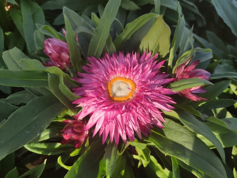 Strohblume niedrigbleibend