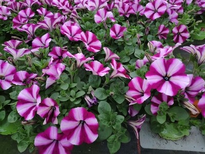 Beet- und Balkonblumen