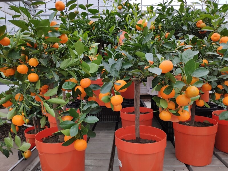 Calamondin- Stämmchen mit Früchten