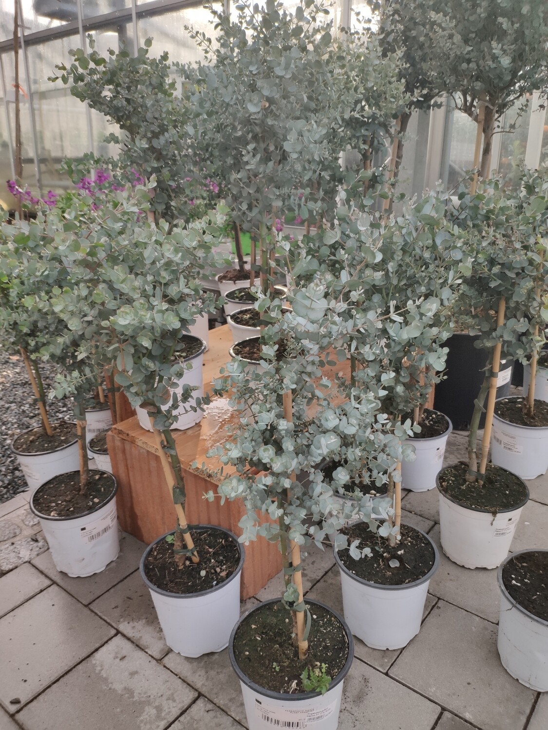 Eucalyptus- Stämmchen