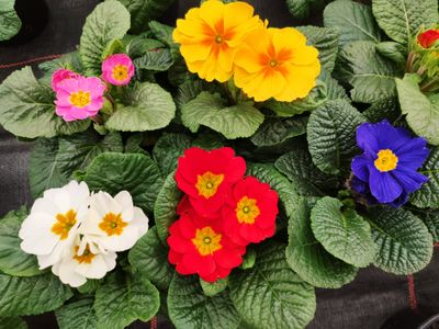 Beet- und Balkonblumen