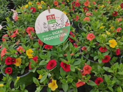 Beet- und Balkonblumen
