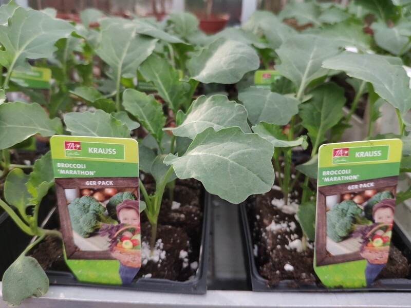 Broccoli "Marathon"