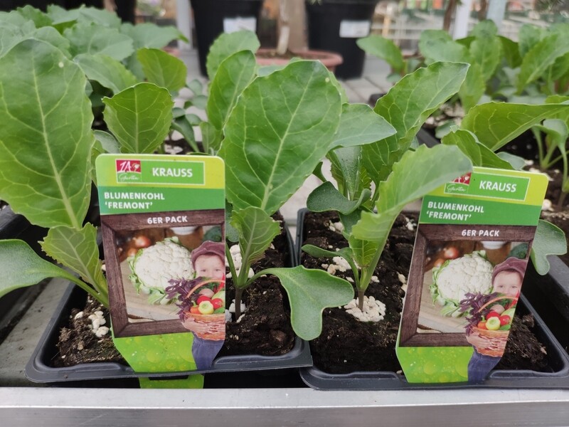 Blumenkohl "Fremont"