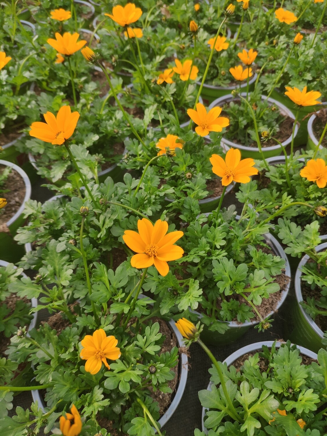 Bidens stehend "Golden Empire"