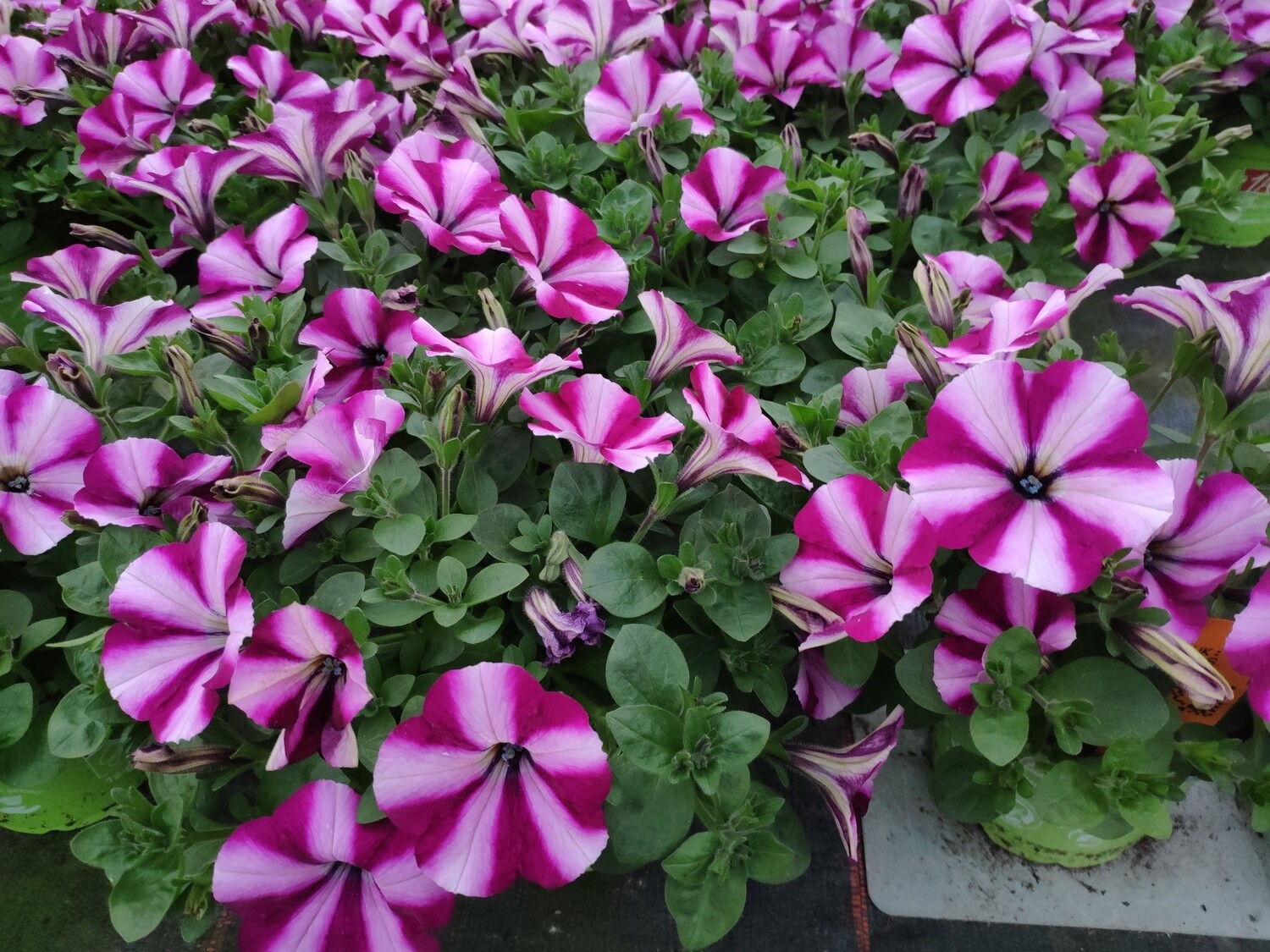 Petunie "Burgundy Star"