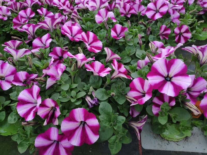 Petunie "Burgundy Star"