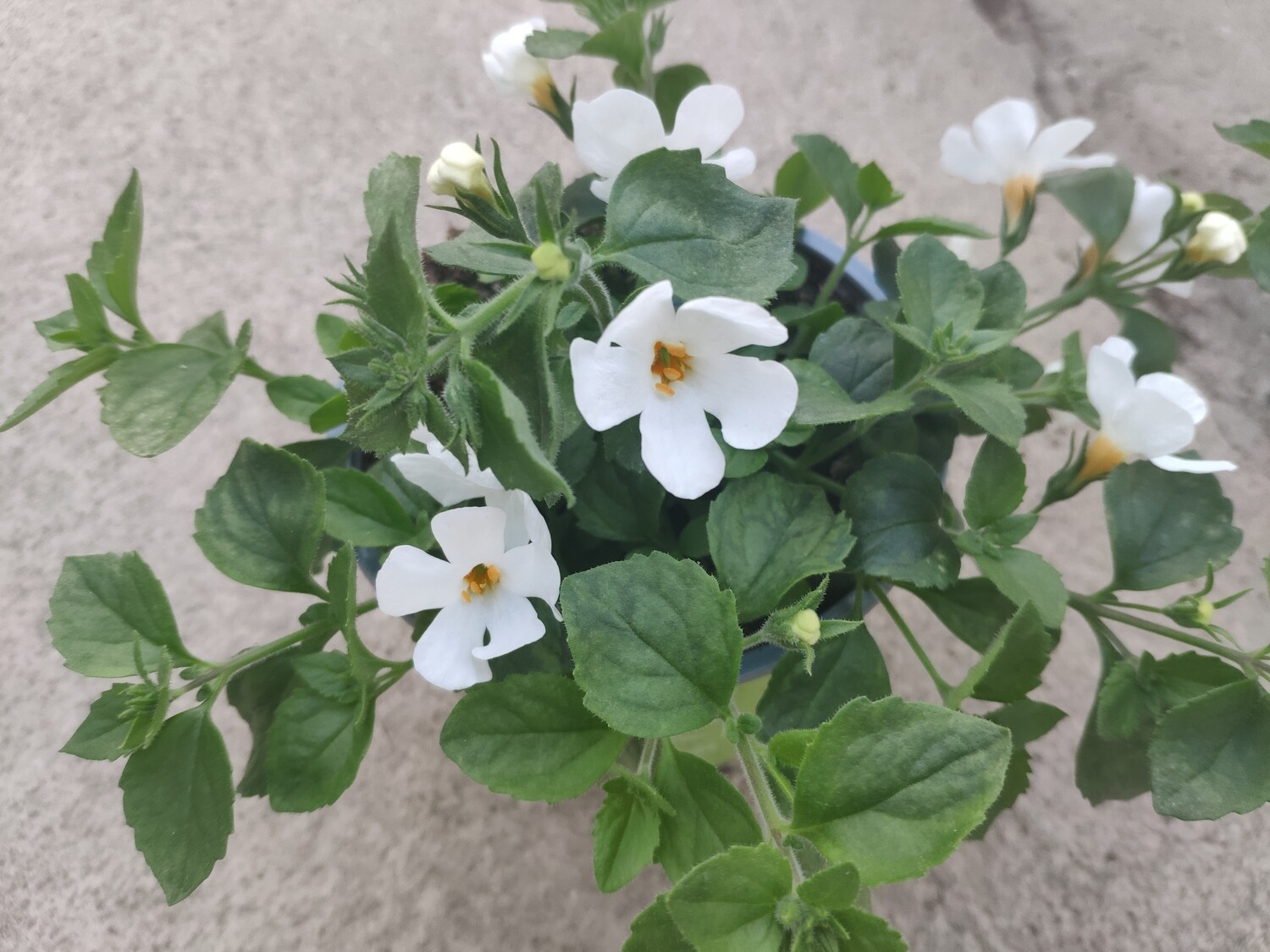 Schneeflockenblume "Big White"