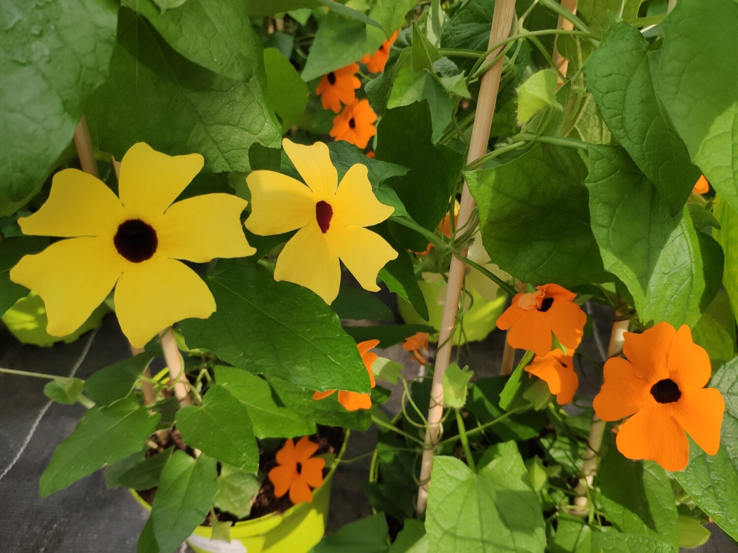 Schwarzäugige Susanne Schwarzäugige Susanne "Thunbergia alata"