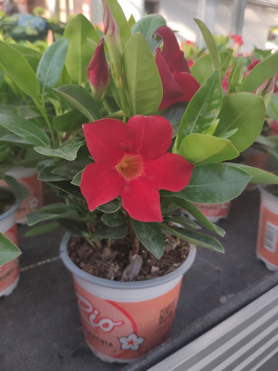 Dipladenia "Rio"