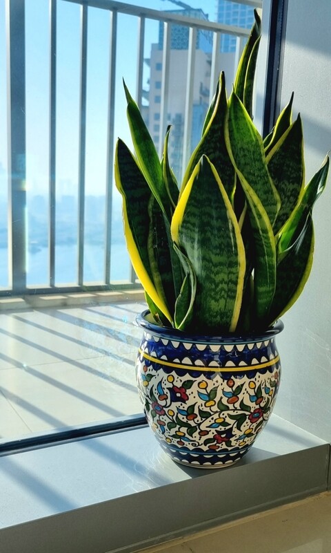 Large Plant Ceramic Pot
