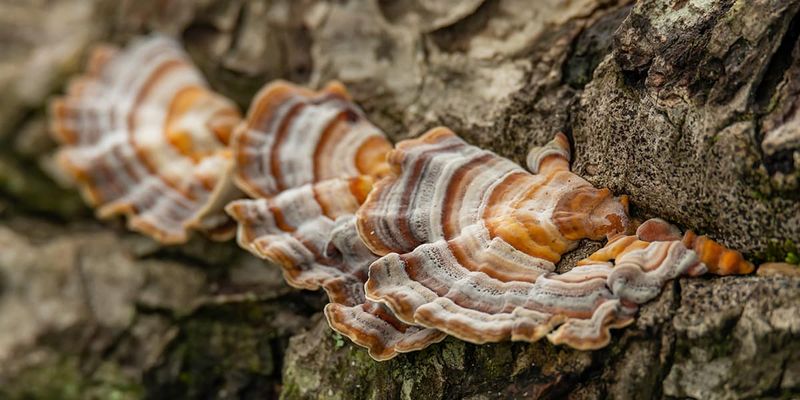 Mushroom Masterclass (March 29)