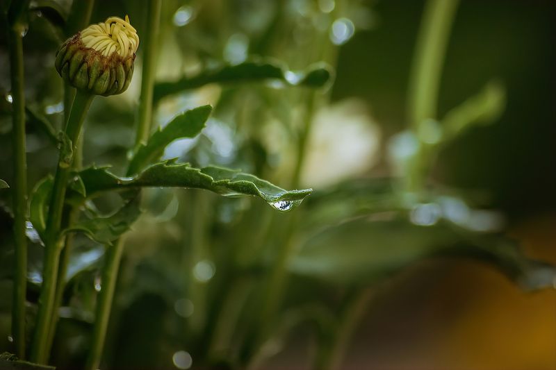 Planta Mystica Series (Jan 2026)