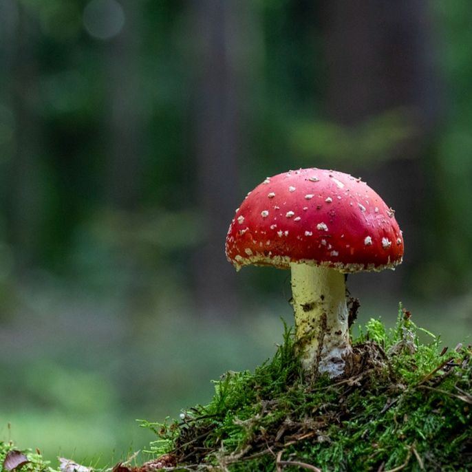 The Merry Mushroom (Dec. 3)