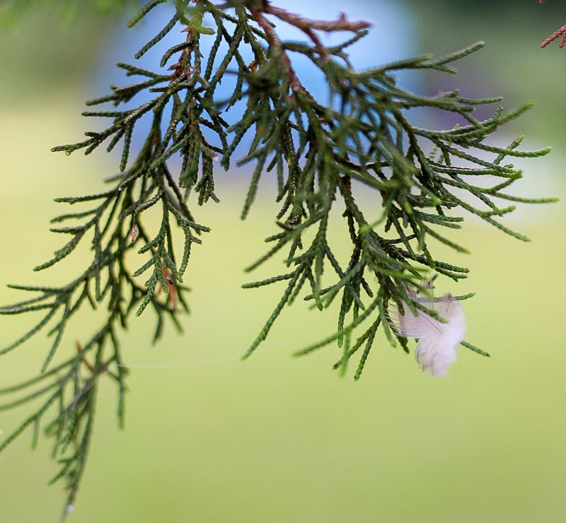 Cedar &amp; Cave (June 27)