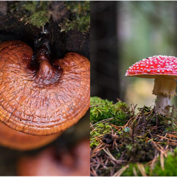 Medicinal Mushroom Summit (March 28)