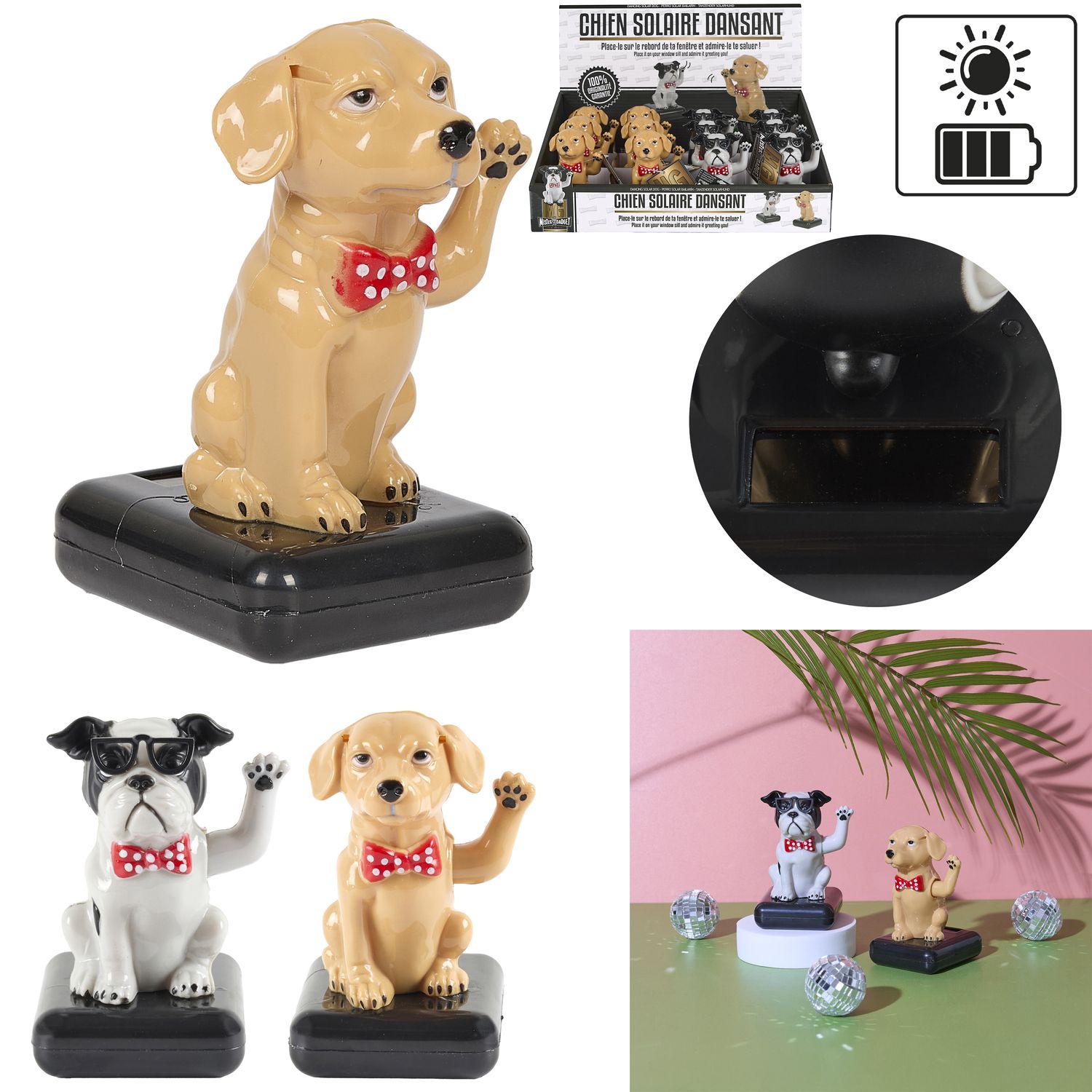 CHIEN SOLAIRE DANSANT
